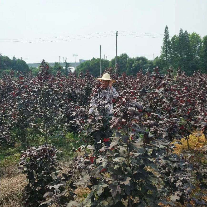 长兴苗圃市场_长兴苗木供应信息_长兴苗木场