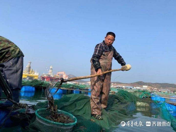 齐鲁晚报齐鲁壹点记者乘船十多分钟探访网箱养殖海参