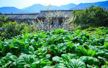 心灵鸡汤少看点_花少心灵鸡汤_鸡汤心灵啥意思