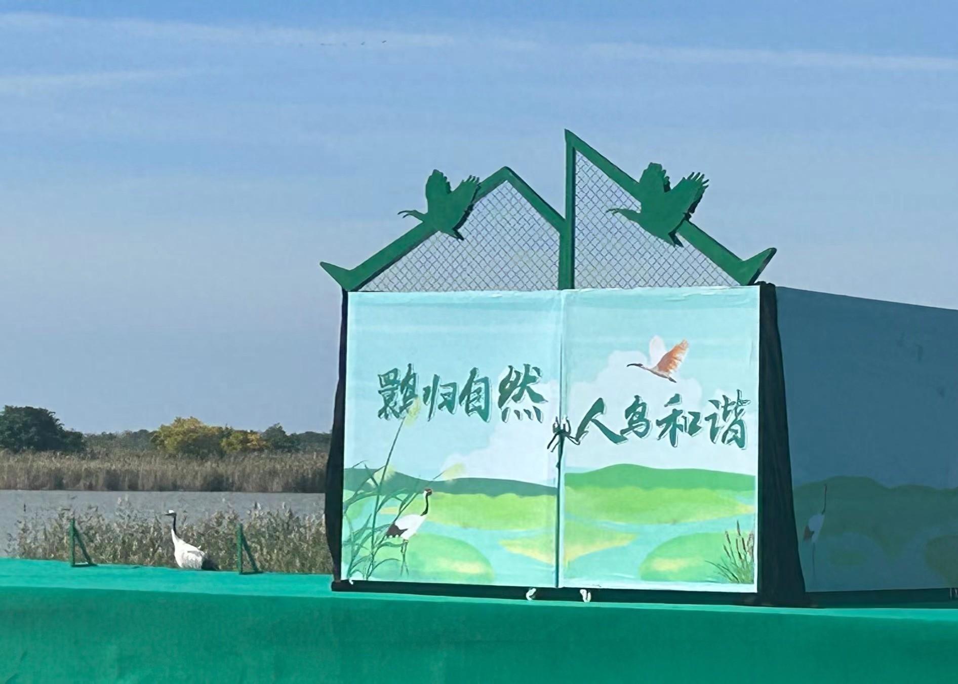 盐城第“四宝”诞生首次在中国东部沿海湿地野化放归
