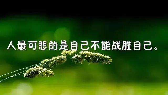 心灵鸡汤好不好_鸡汤心灵是什么意思_鸡汤心灵正能量