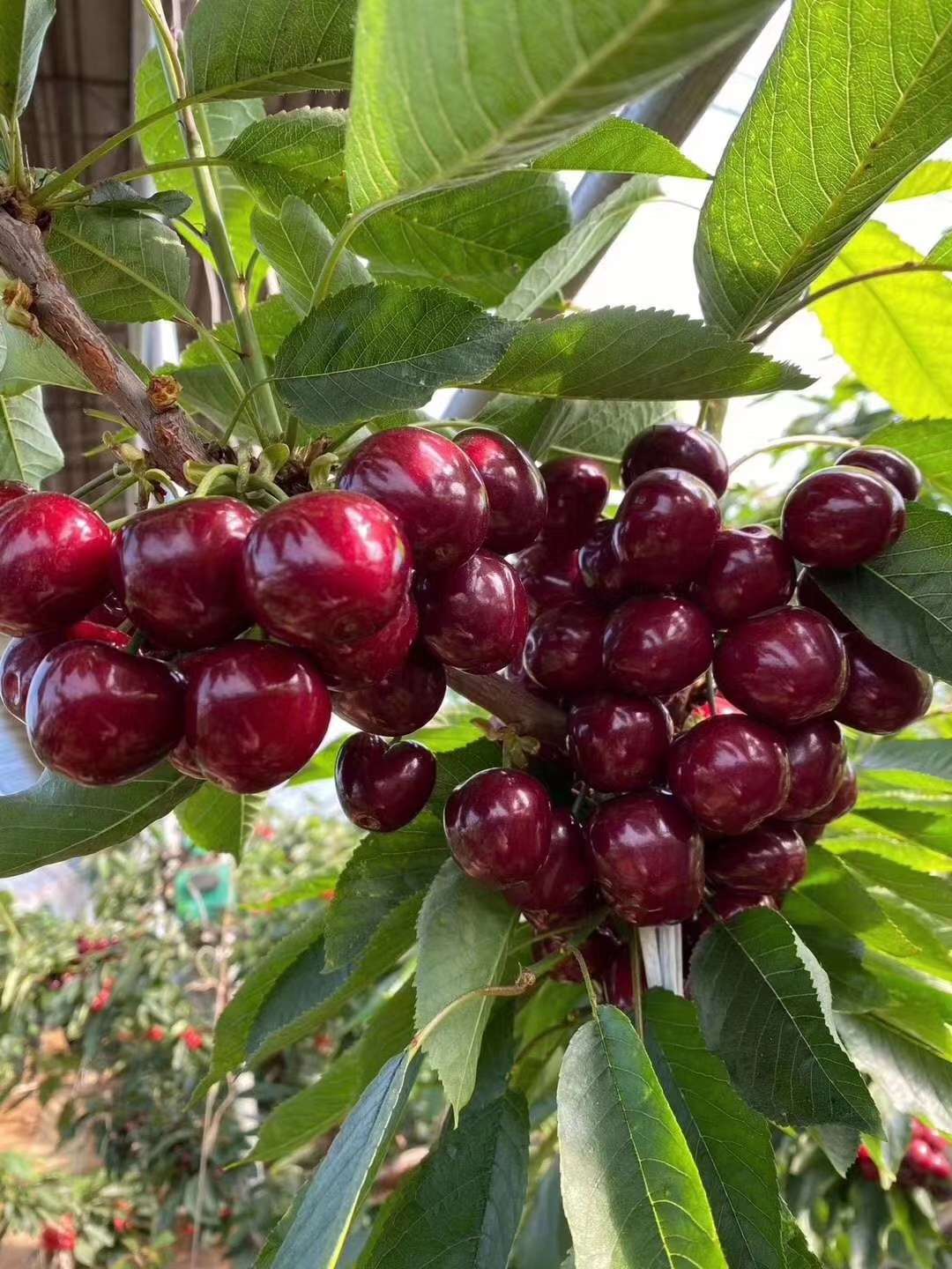 烟台电子提花机_烟台电子机提花厂家_烟台电子提花机组件