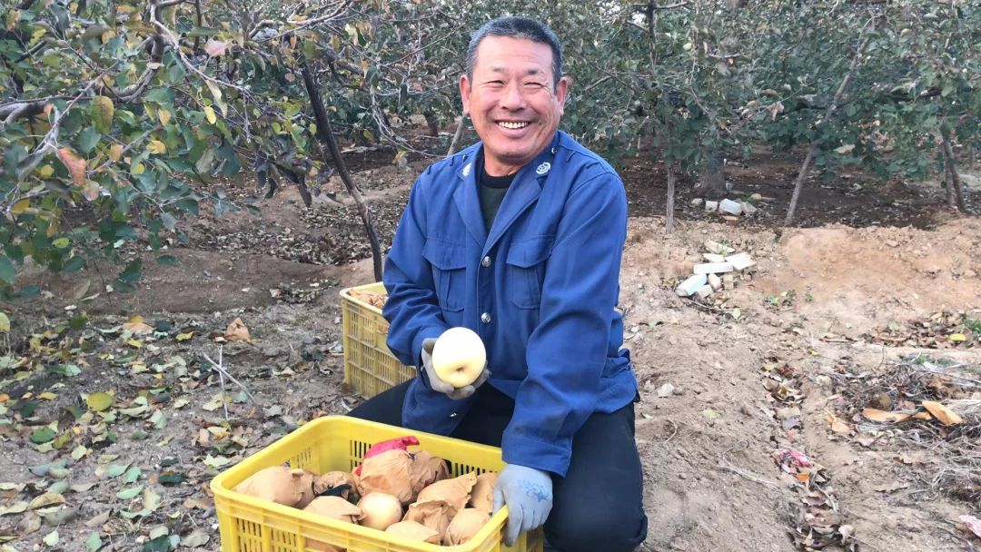烟台苹果的好处_烟台苹果的营养_烟台苹果的营养价值