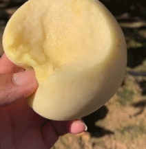 烟台苹果的营养价值_烟台苹果的营养_烟台苹果的好处