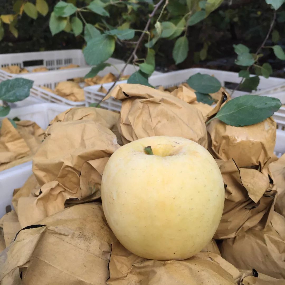 烟台苹果的营养_烟台苹果的好处_烟台苹果的营养价值