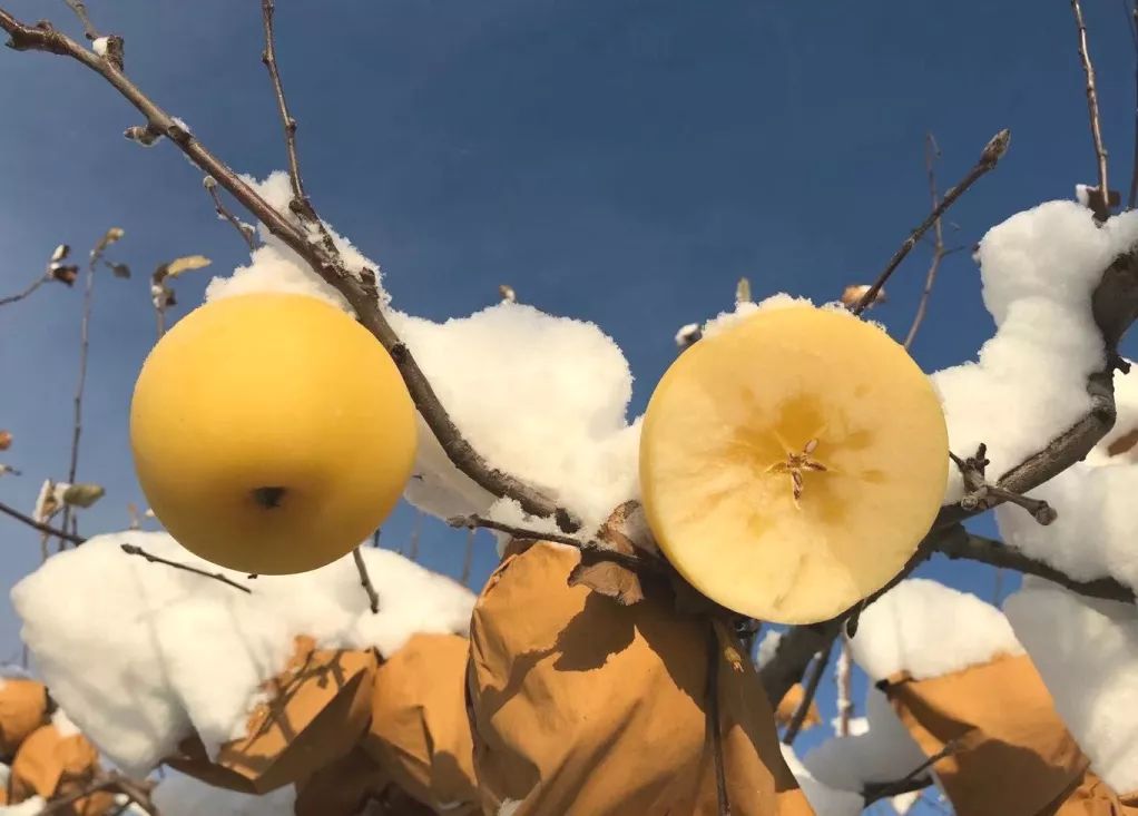 烟台苹果的好处_烟台苹果的营养_烟台苹果的营养价值
