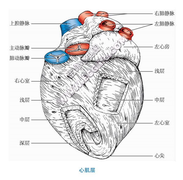 心肌层结构示意图