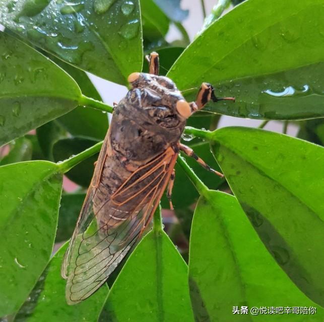 心灵鸡汤无病呻吟_心灵鸡汤虽好可有毒_鸡汤心灵的意思