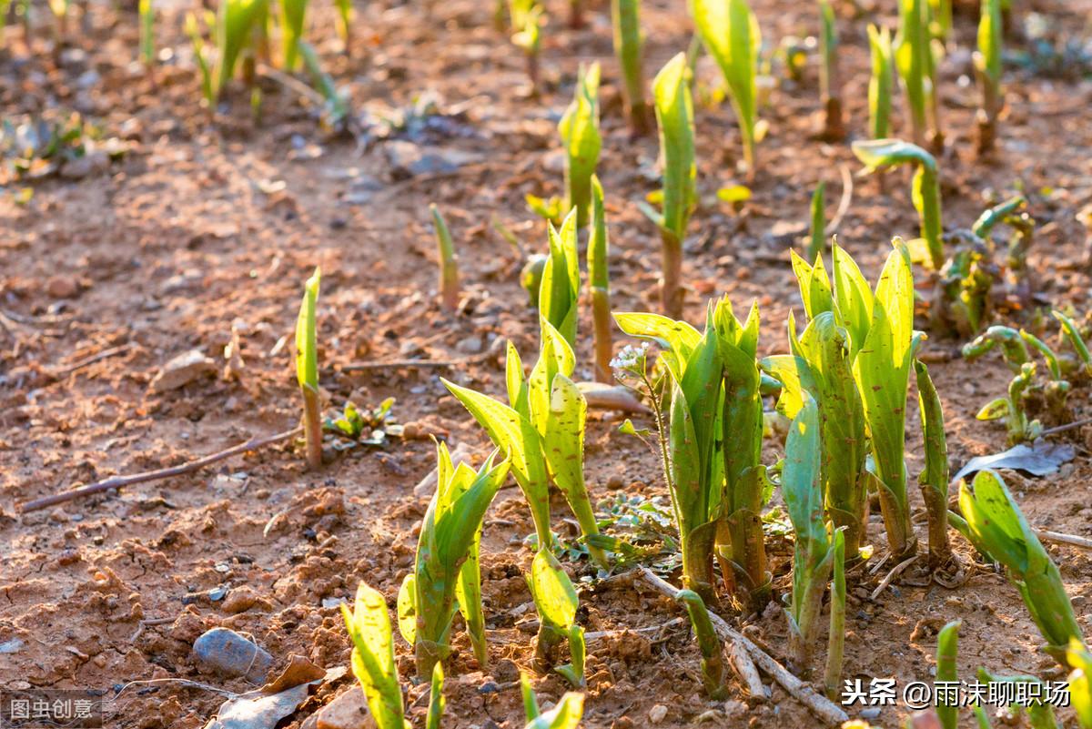 心灵毒鸡汤的危害_心灵鸡汤是毒药_心灵鸡汤毒鸡汤