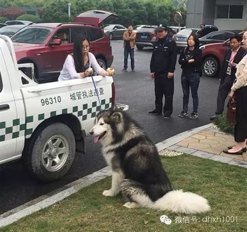 papi酱心灵鸡汤下载_心灵鸡汤下载什么软件_心灵鸡汤音频下载