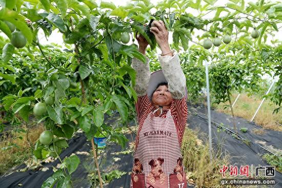 贵港港北区武乐镇：百香果变身助农“致富果”_贵港港北区武乐镇：百香果变身助农“致富果”_