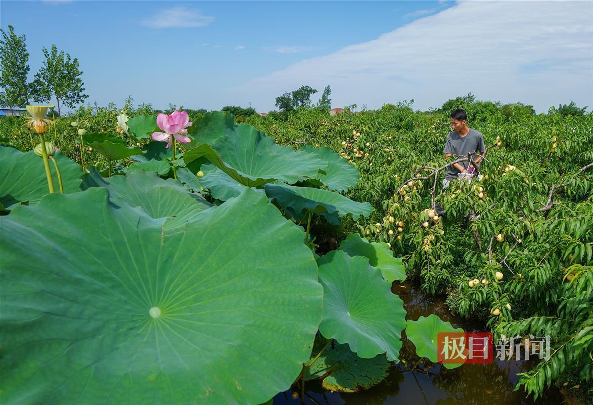 “海归”硕士在黄陂种出斐济果：引进更多新兴品种，将“吃货”进行到底_“海归”硕士在黄陂种出斐济果：引进更多新兴品种，将“吃货”进行到底_