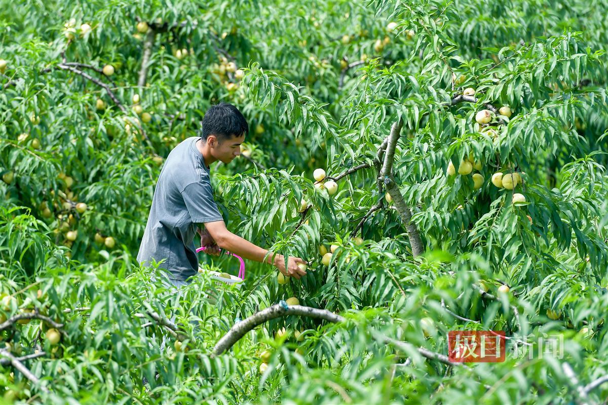 “海归”硕士在黄陂种出斐济果：引进更多新兴品种，将“吃货”进行到底_“海归”硕士在黄陂种出斐济果：引进更多新兴品种，将“吃货”进行到底_