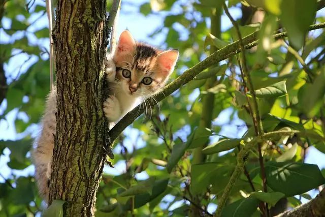 _猫绝望_弃养猫咪心里难受