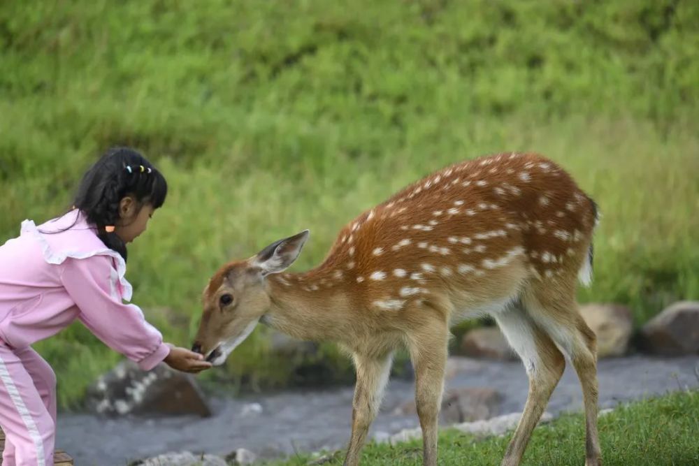 伊春彩钢房_伊春彩钢房厂家_伊春彩钢瓦电话