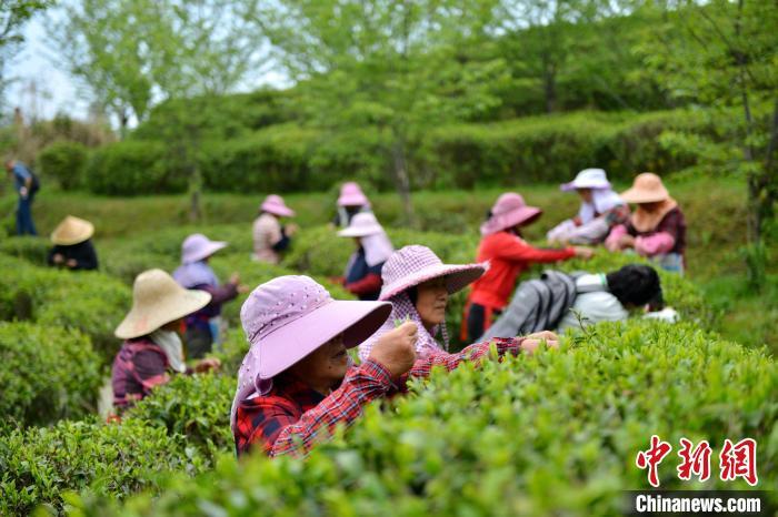 （八闽千姿）福建茶再续中法茶缘_（八闽千姿）福建茶再续中法茶缘_