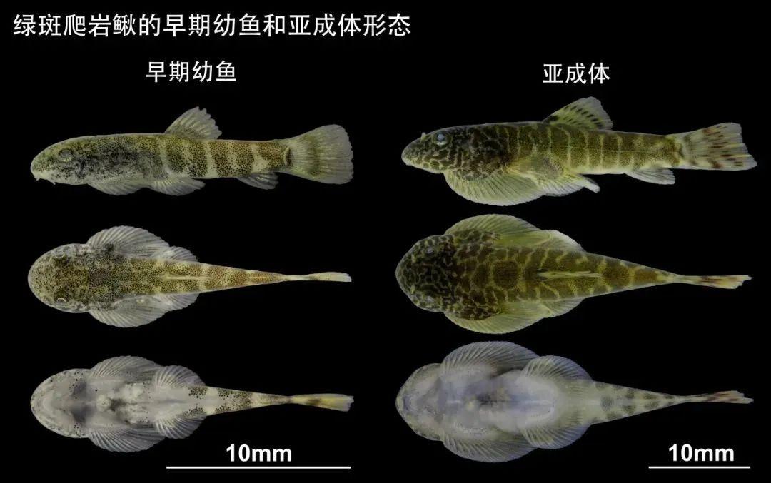 我国鱼类珍稀动物有哪些__鱼类物种稀有系新中国有哪些