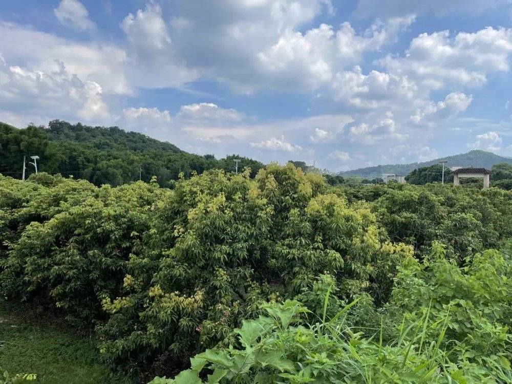 最热夏天，最冷荔枝季，果农如何面对超级小年？__最热夏天，最冷荔枝季，果农如何面对超级小年？