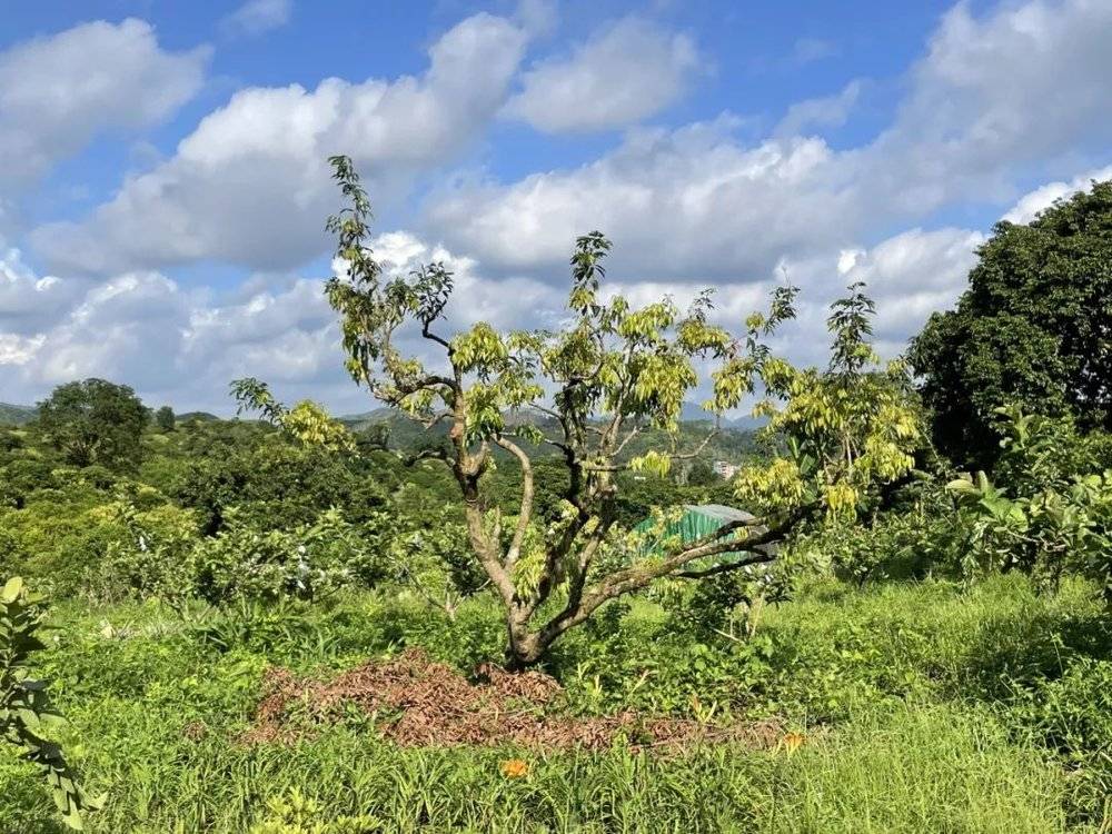 最热夏天，最冷荔枝季，果农如何面对超级小年？__最热夏天，最冷荔枝季，果农如何面对超级小年？