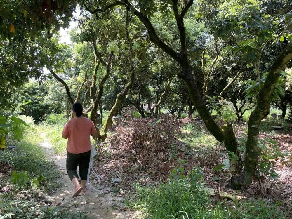 最热夏天，最冷荔枝季，果农如何面对超级小年？__最热夏天，最冷荔枝季，果农如何面对超级小年？