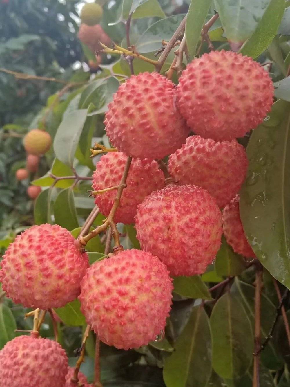 最热夏天，最冷荔枝季，果农如何面对超级小年？_最热夏天，最冷荔枝季，果农如何面对超级小年？_