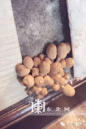 简易彩钢房搭建和价格_彩钢简易房是怎么盖的_彩钢简易房搭建价格多少钱