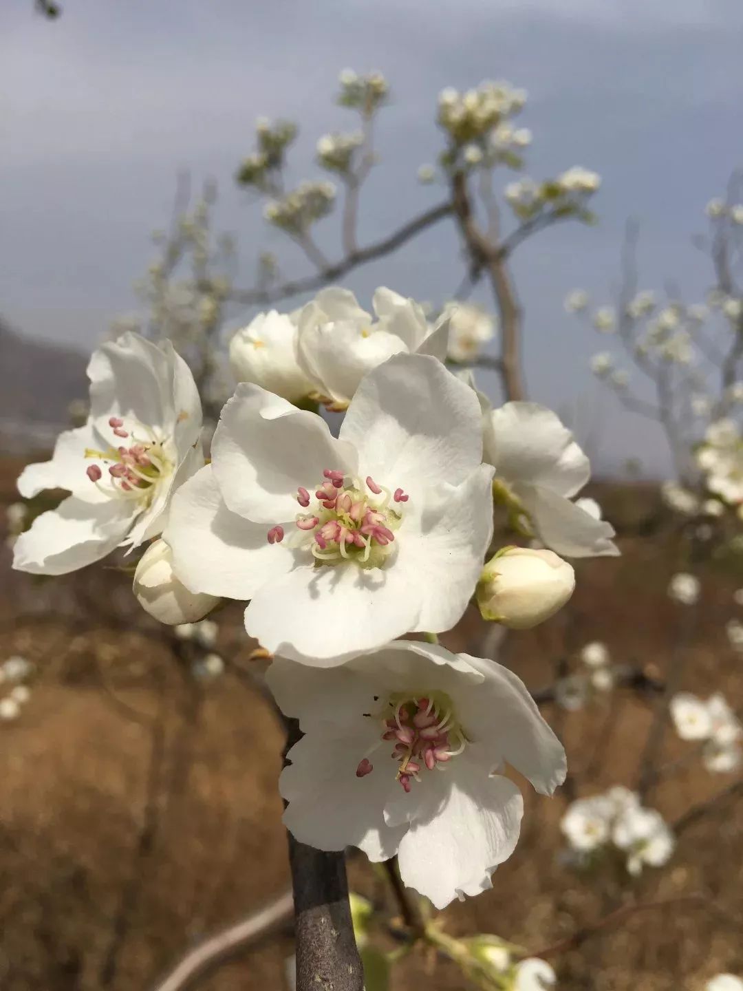 承德彩钢房_承德市彩钢瓦厂有几家_承德彩钢板价格表