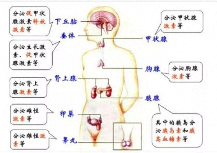 分泌失调会影响月经吗_分泌失调会怎样_