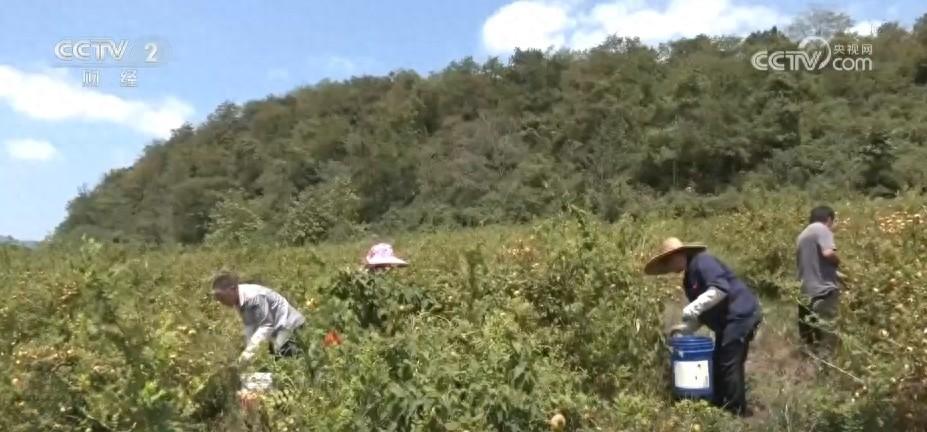 果飘香、粮满仓、蟹脚痒……金秋时节“丰”景如画一派繁忙景象_果飘香、粮满仓、蟹脚痒……金秋时节“丰”景如画一派繁忙景象_