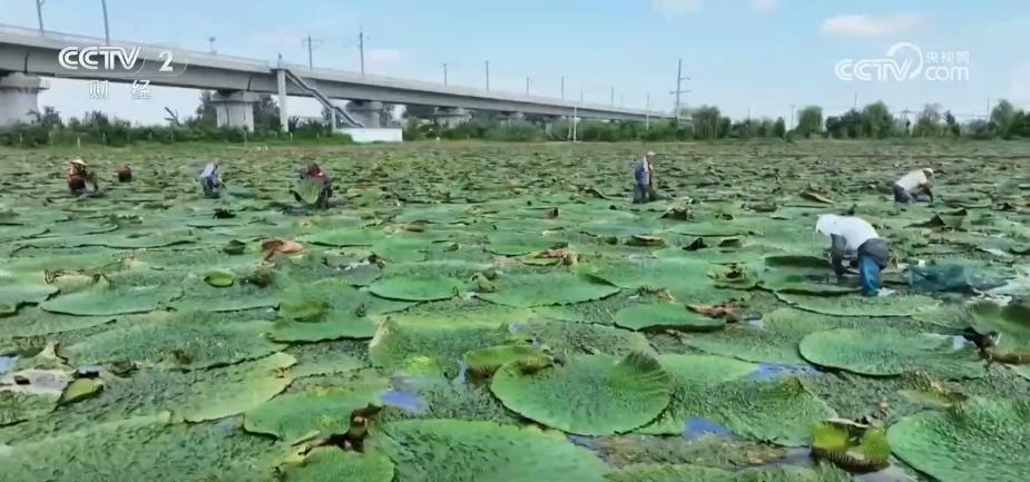 _果飘香、粮满仓、蟹脚痒……金秋时节“丰”景如画一派繁忙景象_果飘香、粮满仓、蟹脚痒……金秋时节“丰”景如画一派繁忙景象