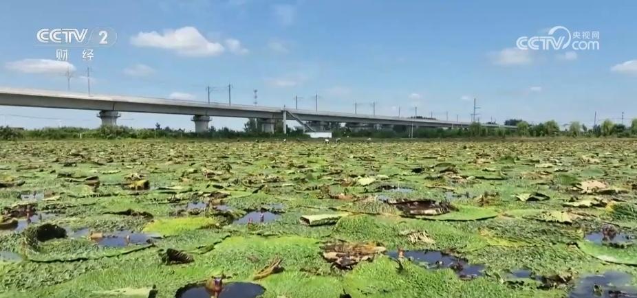 果飘香、粮满仓、蟹脚痒……金秋时节“丰”景如画一派繁忙景象__果飘香、粮满仓、蟹脚痒……金秋时节“丰”景如画一派繁忙景象