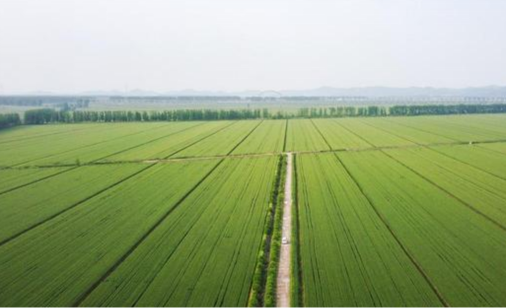 耕地上建彩钢房需要什么手续_耕地上建彩钢房算违建吗_耕地能盖彩钢房不