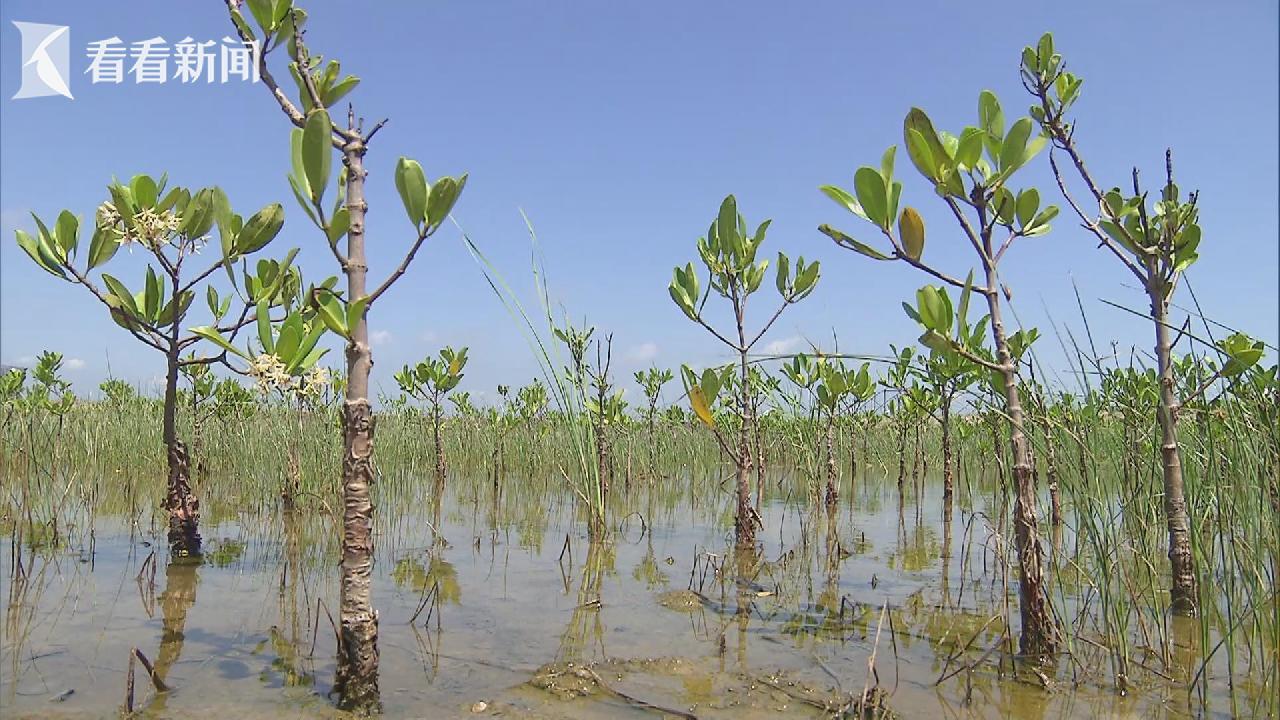 钟老师的“红树梦”__钟老师的“红树梦”