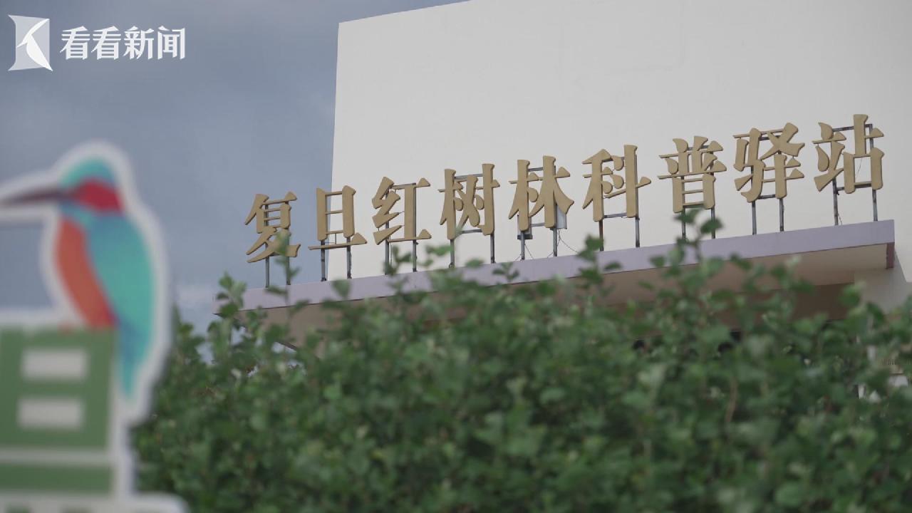 钟老师的“红树梦”__钟老师的“红树梦”