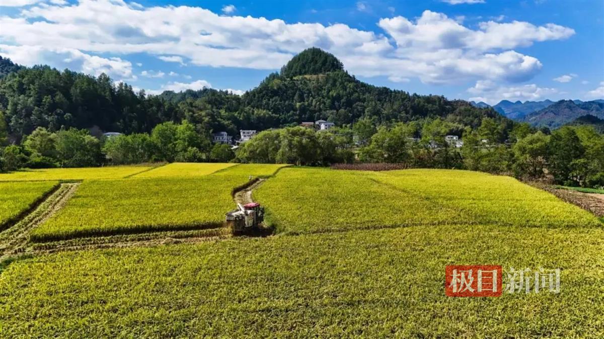 满田尽披“黄金甲”，来凤百福司40余亩黑稻喜获丰收_满田尽披“黄金甲”，来凤百福司40余亩黑稻喜获丰收_