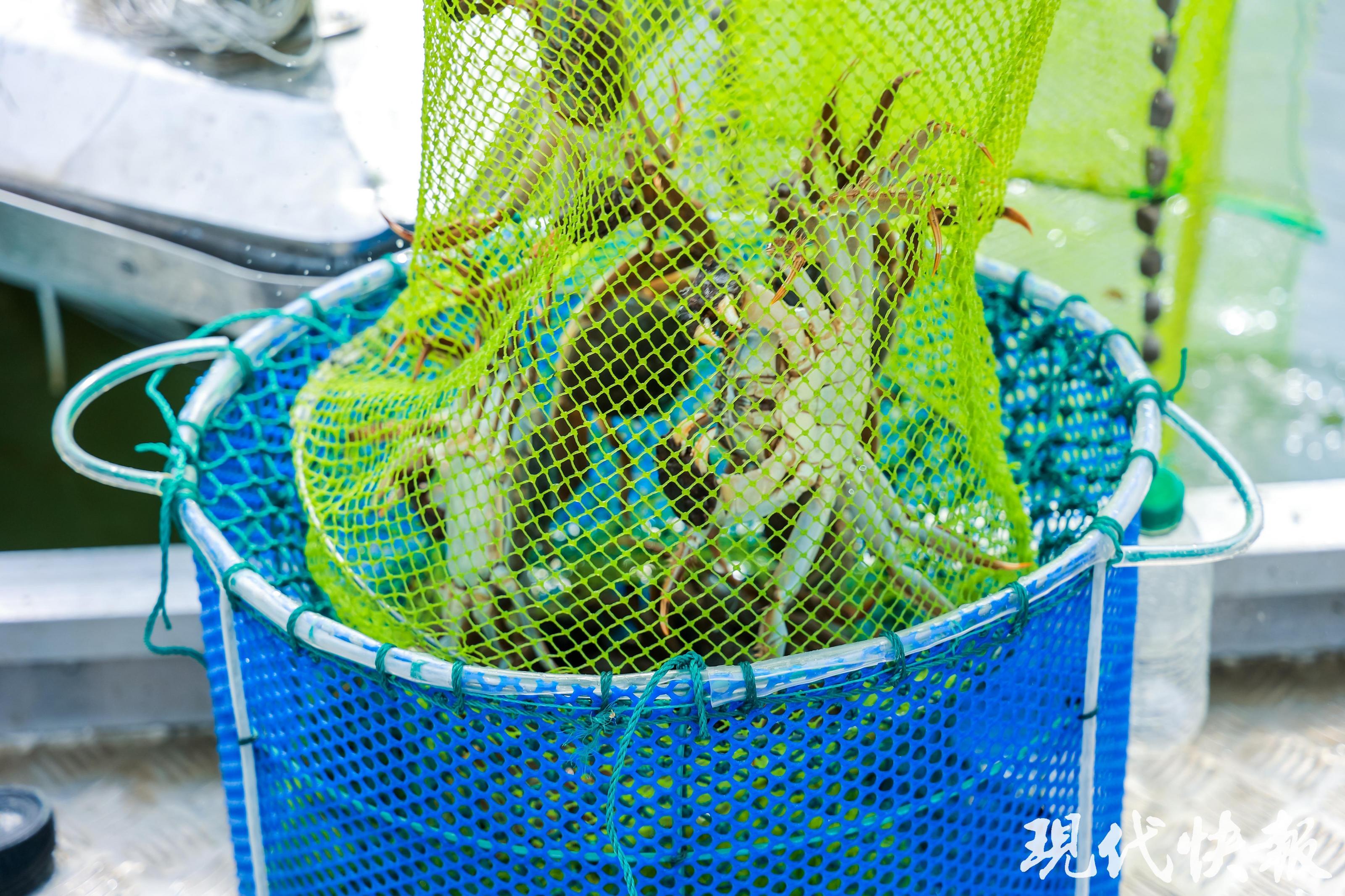 苏州阳澄湖大闸蟹临时集散地_阳澄湖抓大闸蟹视频_