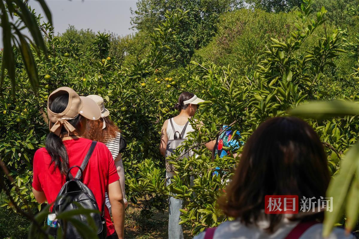 致敬新时代·寻味武汉④|青山区：大“橘”大利，十一假期来青山采秋__致敬新时代·寻味武汉④|青山区：大“橘”大利，十一假期来青山采秋