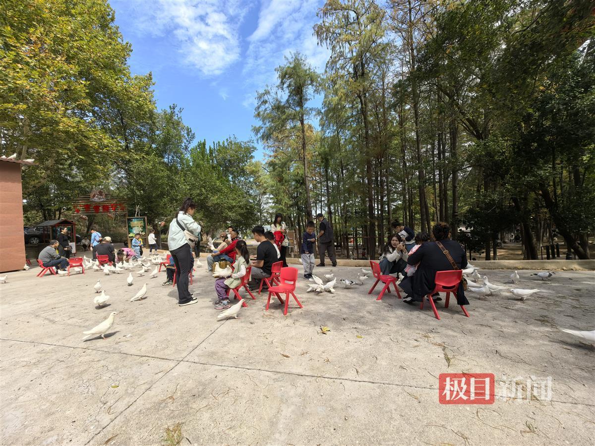 致敬新时代·寻味武汉④|青山区：大“橘”大利，十一假期来青山采秋__致敬新时代·寻味武汉④|青山区：大“橘”大利，十一假期来青山采秋