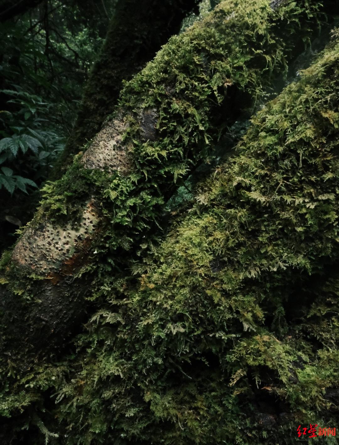 _走红域分区敢探访进入深山区吗_记者探访走红的哀牢山：部分区域已被开发成景区，当地人不敢贸然进入深山