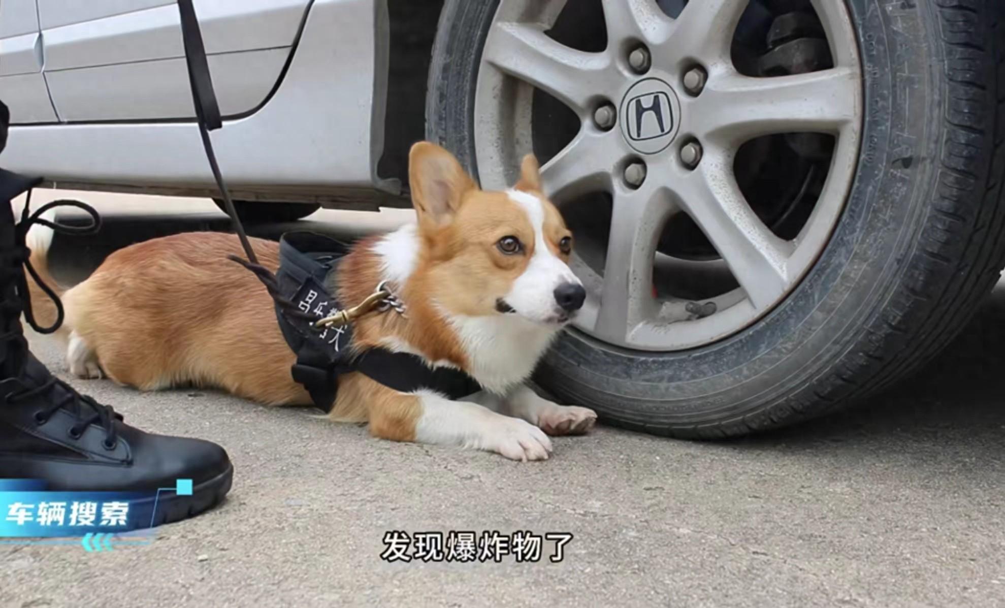 _柯基警犬“福仔”通过考核顺利转正，训导员：很自豪，它非常自信，有奋进精神_柯基警犬“福仔”通过考核顺利转正，训导员：很自豪，它非常自信，有奋进精神