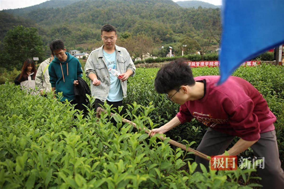 跟着农民学农技，大学把劳动实践课搬进茶园_跟着农民学农技，大学把劳动实践课搬进茶园_