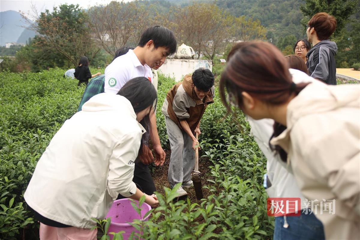 跟着农民学农技，大学把劳动实践课搬进茶园_跟着农民学农技，大学把劳动实践课搬进茶园_