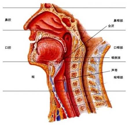 最近咽痛咽干又来袭？医生推荐几个缓解方法，在家就能做→_最近咽痛咽干又来袭？医生推荐几个缓解方法，在家就能做→_