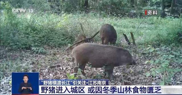 _野猪“下山进城”为哪般？可以捕杀吗？_野猪“下山进城”为哪般？可以捕杀吗？