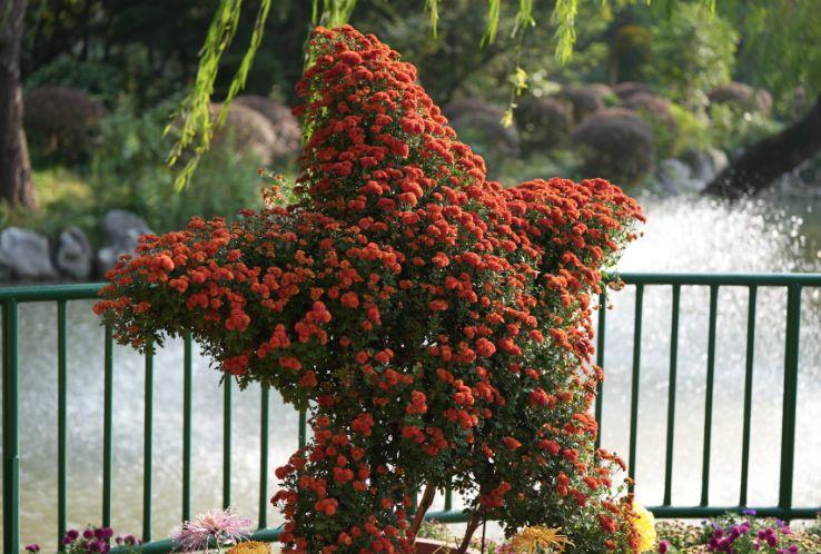 菊花微寒__菊花浓浓的秋意