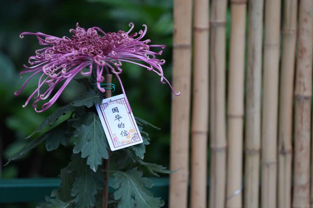 菊花浓浓的秋意__菊花微寒