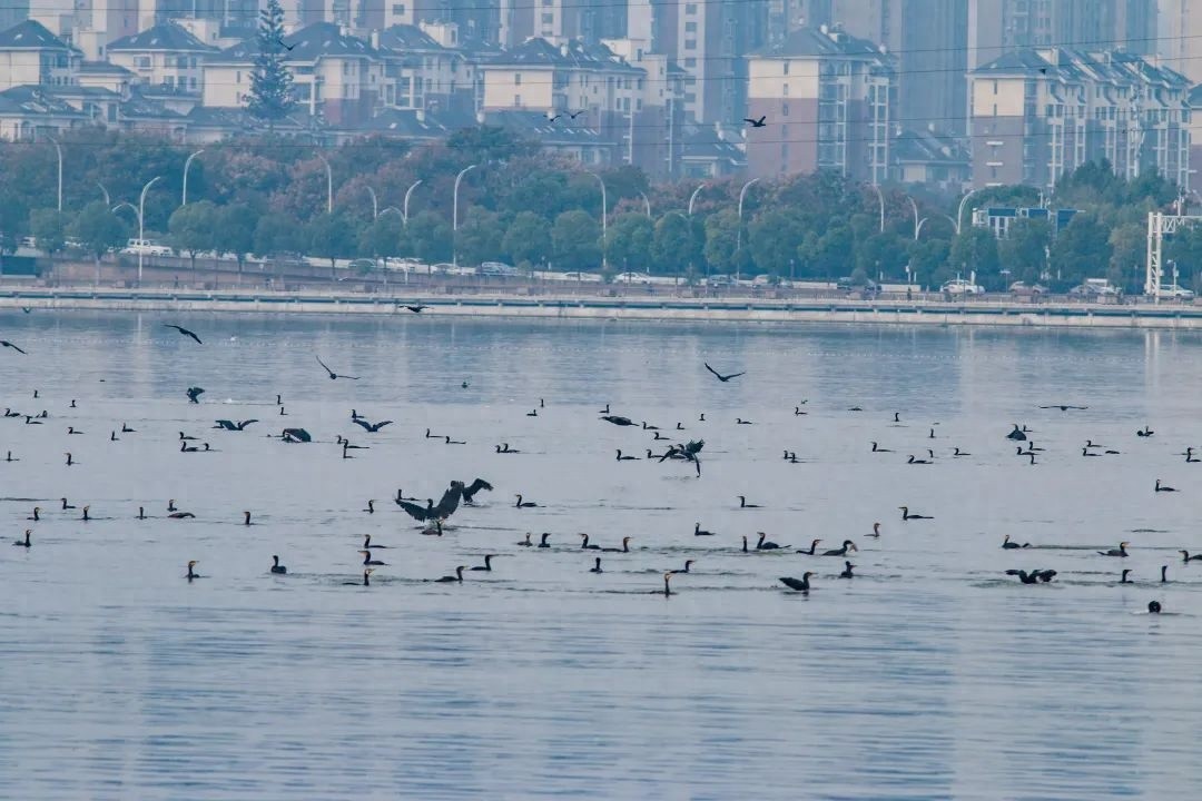 _端午板书设计_宝宝不肯坐推车怎么办