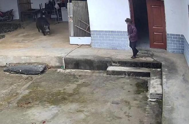 猎犬追赶野猪_猎犬围捕野猪视频_