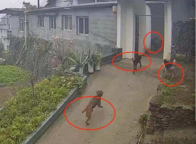 猎犬追赶野猪_猎犬围捕野猪视频_