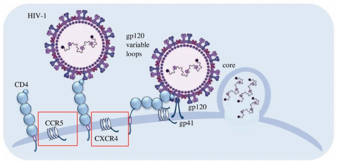 治愈的艾滋病患者__hiv治愈者